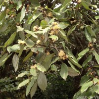 Neolitsea fuscata (Thwaites) Alston